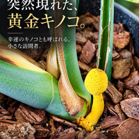 画像606