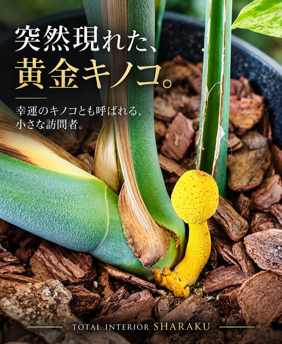 画像606
