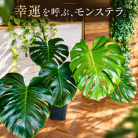画像607