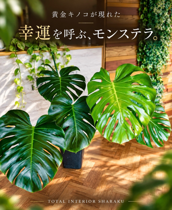 画像607